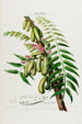 Flore d'Amérique drawn from nature on site Pl045 - Étienne Denisse — artwork view