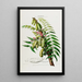Flore d'Amérique drawn from nature on site Pl045 - Étienne Denisse — framed artwork on a wall