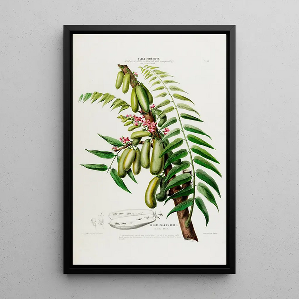 Flore d'Amérique drawn from nature on site Pl045 - Étienne Denisse — framed artwork on a wall