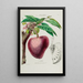 Flore d'Amérique drawn from nature on site Pl046 - Étienne Denisse — framed artwork on a wall