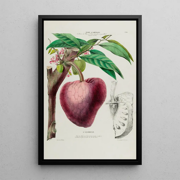 Flore d'Amérique drawn from nature on site Pl046 - Étienne Denisse — framed artwork on a wall