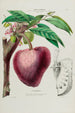 Flore d'Amérique drawn from nature on site Pl046 - Étienne Denisse — artwork view