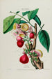 Flore d'Amérique drawn from nature on site Pl047 - Étienne Denisse — artwork view