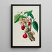 Flore d'Amérique drawn from nature on site Pl047 - Étienne Denisse — framed artwork on a wall
