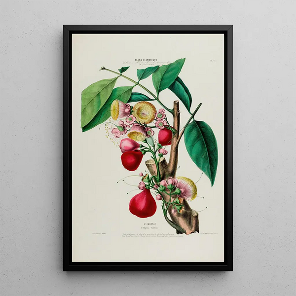 Flore d'Amérique drawn from nature on site Pl047 - Étienne Denisse — framed artwork on a wall