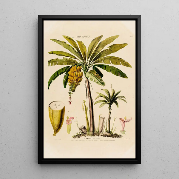 Flore d'Amérique drawn from nature on site Pl048 - Étienne Denisse — framed artwork on a wall