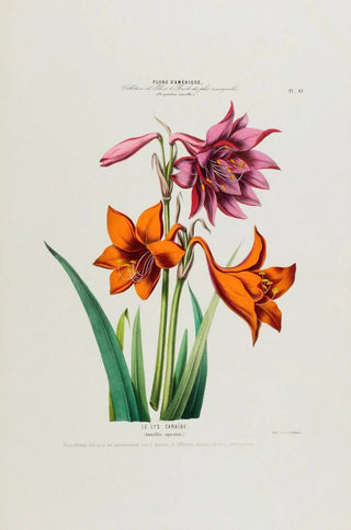 Etienne Denisse - Flore dAmerique dessinee dapres nature sur les lieux Pl049.webp