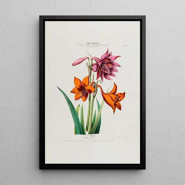 Flore d'Amérique drawn from nature on site Pl049 - Étienne Denisse — framed artwork on a wall