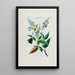Flore d'Amérique drawn from nature on site Pl050 - Étienne Denisse — framed artwork on a wall
