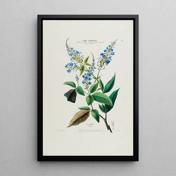 Flore d'Amérique drawn from nature on site Pl050 - Étienne Denisse — framed artwork on a wall