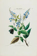 Flore d'Amérique drawn from nature on site Pl050 - Étienne Denisse — artwork view