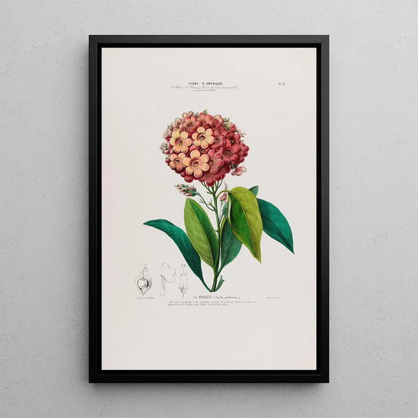 Flore d'Amérique dessinée d'après nature sur les lieux Pl052 - Étienne Denisse — framed artwork on a wall