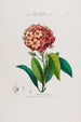 Flore d'Amérique dessinée d'après nature sur les lieux Pl052 - Étienne Denisse — artwork view