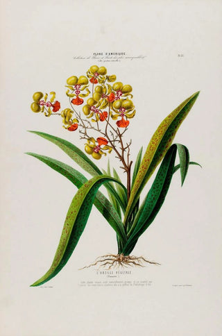 Etienne Denisse - Flore dAmerique dessinee dapres nature sur les lieux Pl053.webp