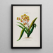 Flore d'Amérique drawn from nature on site Pl053 - Étienne Denisse — framed artwork on a wall