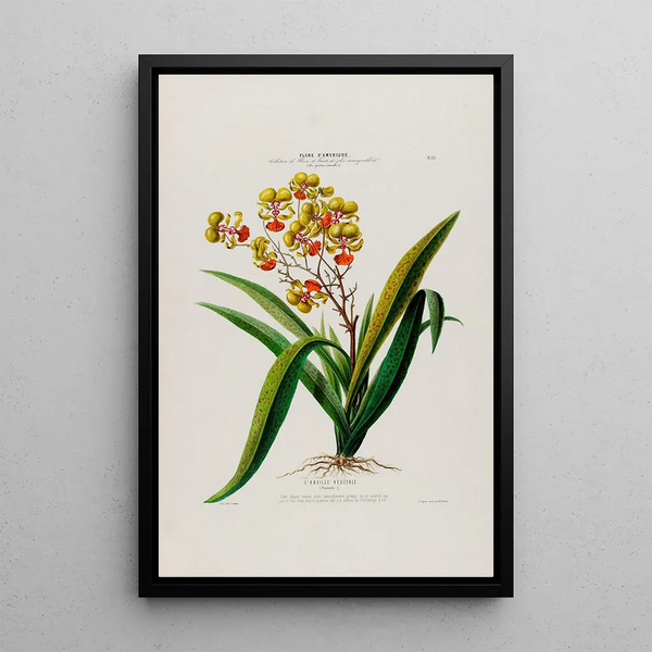 Flore d'Amérique drawn from nature on site Pl053 - Étienne Denisse — framed artwork on a wall