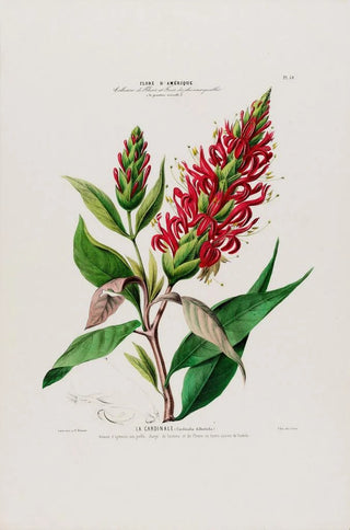 Etienne Denisse - Flore dAmerique dessinee dapres nature sur les lieux Pl054.webp