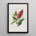 Flore d'Amérique drawn from nature on site Pl054 - Étienne Denisse — framed artwork on a wall
