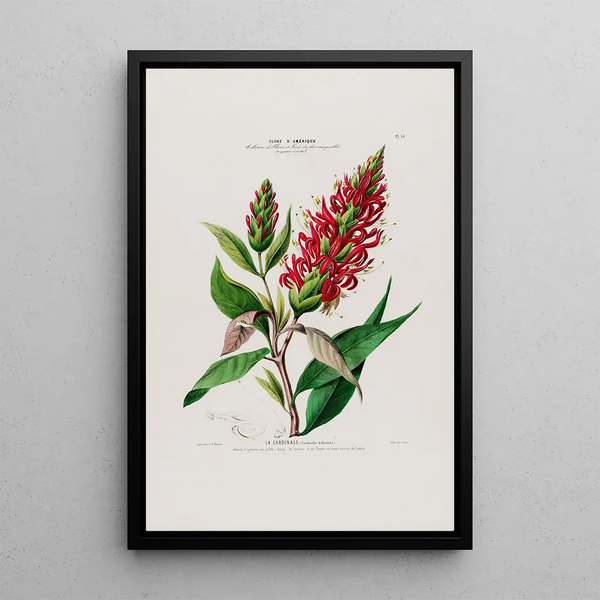Flore d'Amérique drawn from nature on site Pl054 - Étienne Denisse — framed artwork on a wall