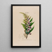 Flore d'Amérique drawn from nature on site Pl055 - Étienne Denisse — framed artwork on a wall