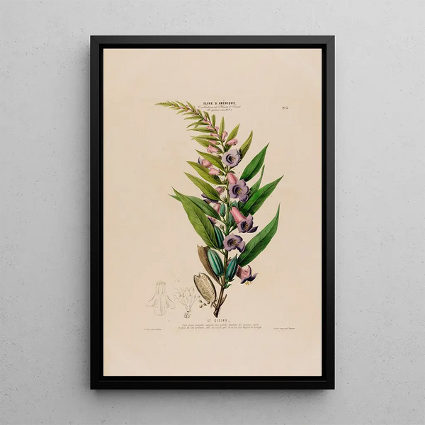 Flore d'Amérique drawn from nature on site Pl055 - Étienne Denisse — framed artwork on a wall