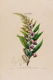 Flore d'Amérique drawn from nature on site Pl055 - Étienne Denisse — artwork view
