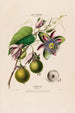 Flore d'Amérique drawn from nature on site Pl056 - Étienne Denisse — artwork view