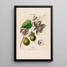 Flore d'Amérique drawn from nature on site Pl056 - Étienne Denisse — framed artwork on a wall