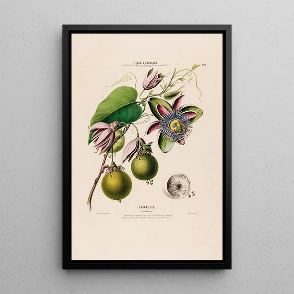 Flore d'Amérique drawn from nature on site Pl056 - Étienne Denisse — framed artwork on a wall