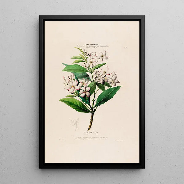 Flore d'Amérique dessinée d'après nature sur les lieux Pl057 - Étienne Denisse — framed artwork on a wall