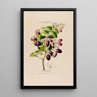 Etienne Denisse - Flore dAmerique dessinee dapres nature sur les lieux Pl058.webp