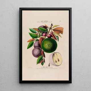 Etienne Denisse - Flore dAmerique dessinee dapres nature sur les lieux Pl059.webp