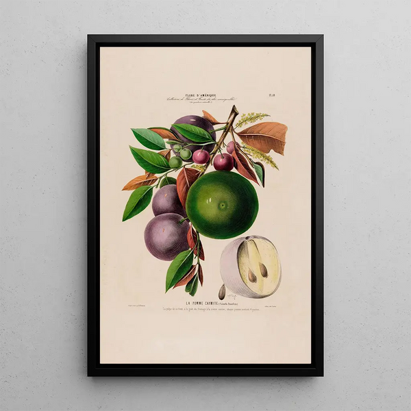 Flore d'Amérique drawn from nature on site Pl059 - Étienne Denisse — framed artwork on a wall