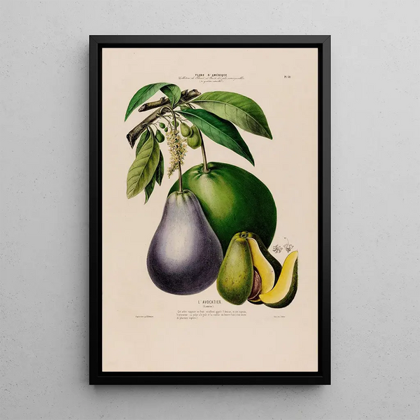 Flore d'Amérique drawn from nature on site Pl060 - Étienne Denisse — framed artwork on a wall
