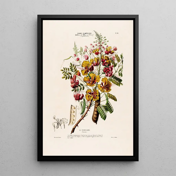 Flore d'Amérique drawn from nature on site Pl062 - Étienne Denisse — framed artwork on a wall