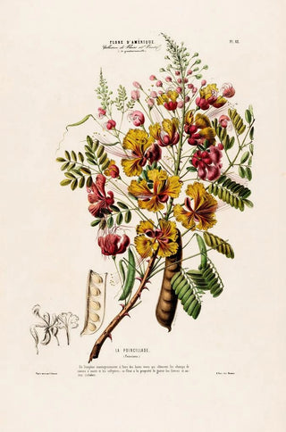 Etienne Denisse - Flore dAmerique dessinee dapres nature sur les lieux Pl062.webp