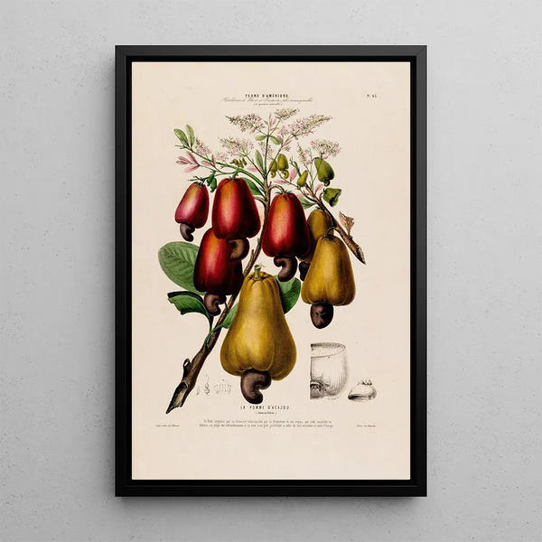 Flore d'Amérique drawn from nature on site Pl063 - Étienne Denisse — framed artwork on a wall