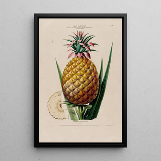 Etienne Denisse - Flore dAmerique dessinee dapres nature sur les lieux Pl064.webp