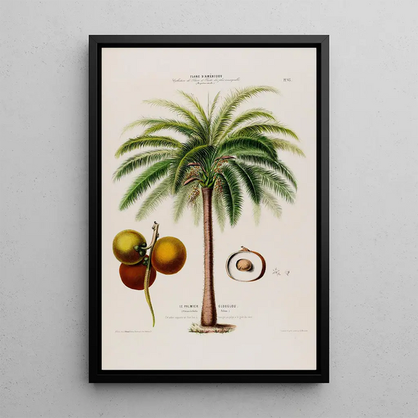 Flore d'Amérique drawn from nature on site Pl065 - Étienne Denisse — framed artwork on a wall