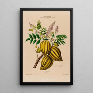 Etienne Denisse - Flore dAmerique dessinee dapres nature sur les lieux Pl066.webp