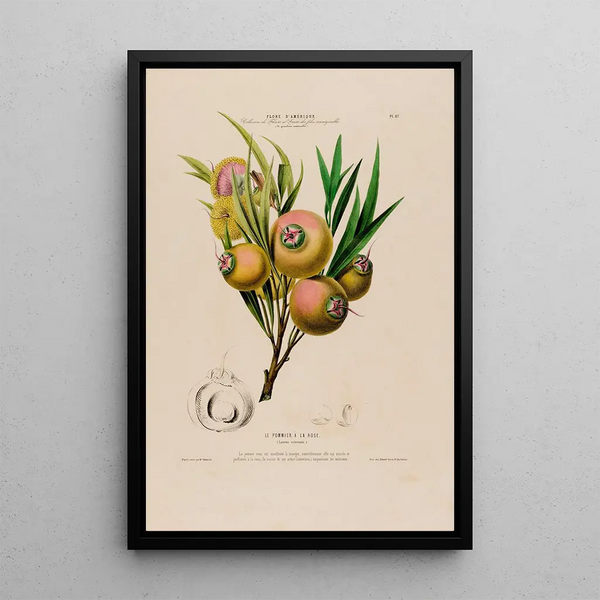 Flore d'Amérique drawn from nature on site Pl067 - Étienne Denisse — framed artwork on a wall