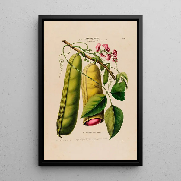 Flore d'Amérique drawn from nature on site Pl069 - Étienne Denisse — framed artwork on a wall