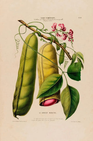 Etienne Denisse - Flore dAmerique dessinee dapres nature sur les lieux Pl069.webp