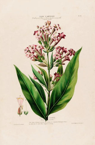 Etienne Denisse - Flore dAmerique dessinee dapres nature sur les lieux Pl070.webp