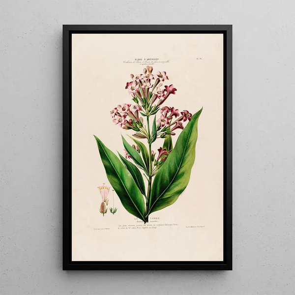 Flore d'Amérique drawn from nature on site Pl070 - Étienne Denisse — framed artwork on a wall