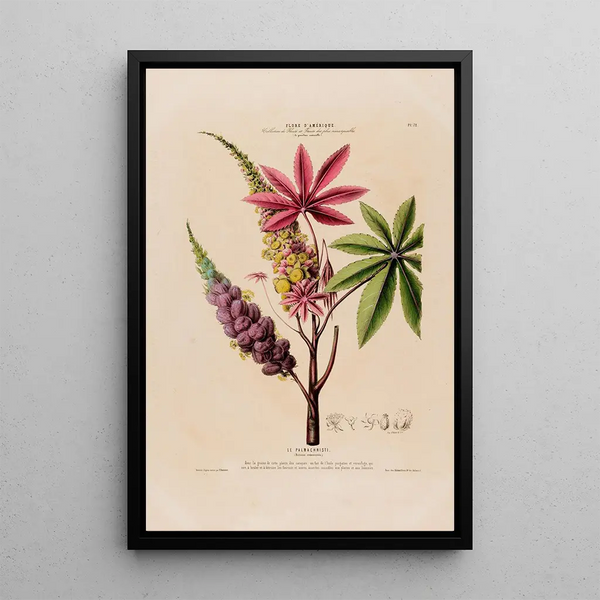 Flore d'Amérique drawn from nature on site Pl072 - Étienne Denisse — framed artwork on a wall