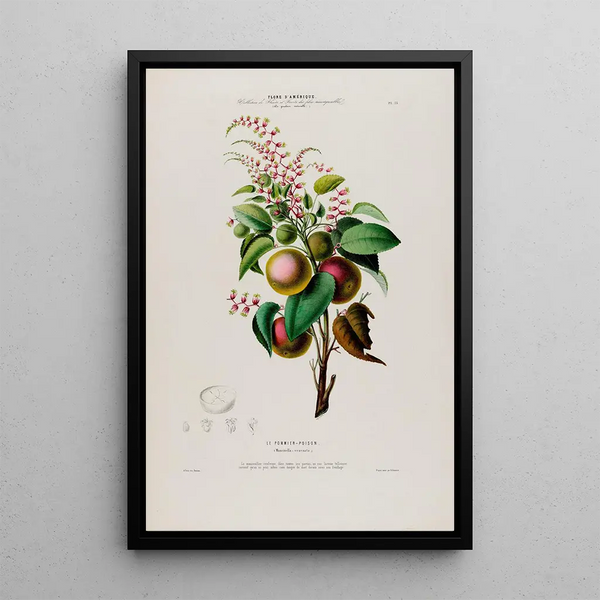 Flore d'Amérique dessinée d'après nature sur les lieux Pl073 - Étienne Denisse — framed artwork on a wall