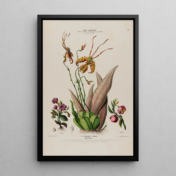 Flore d'Amérique dessinée d'après nature sur les lieux Pl074 - Étienne Denisse — framed artwork on a wall