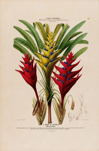 Etienne Denisse - Flore dAmerique dessinee dapres nature sur les lieux Pl075.webp