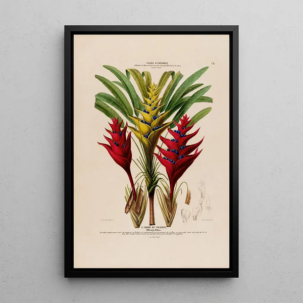 Flore d'Amérique drawn from nature on site Pl075 - Étienne Denisse — framed artwork on a wall